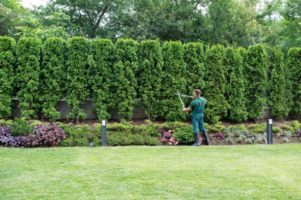 Best Lawn Maintenance Plans  in Bloomfield, IA